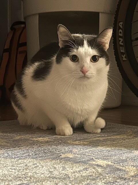 Ricky, Adoptable, Adult Male American Shorthair.