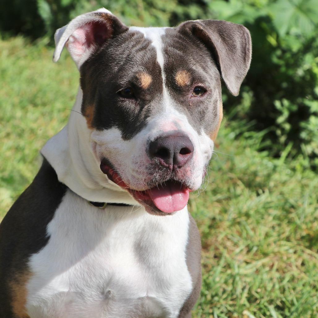 Enlarge Blu, a Adoptable Mixed Breed in Allentown, PA image 1/4