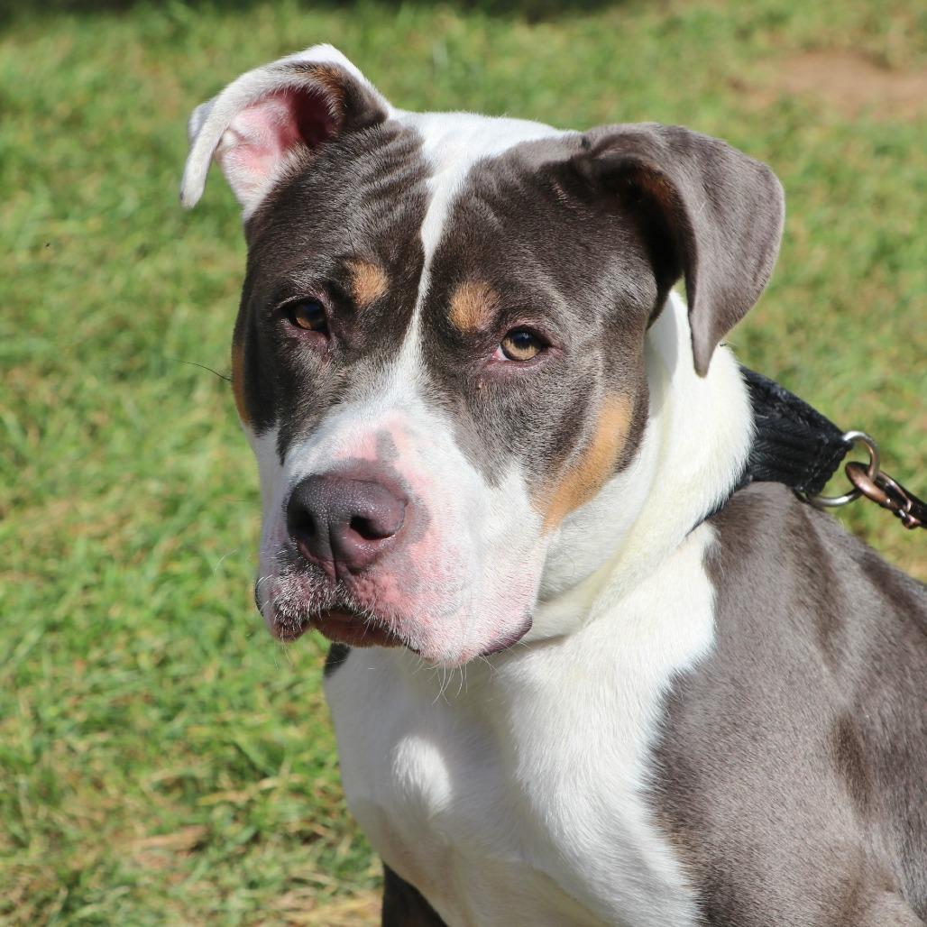 Enlarge Blu, a Adoptable Mixed Breed in Allentown, PA image 2/4
