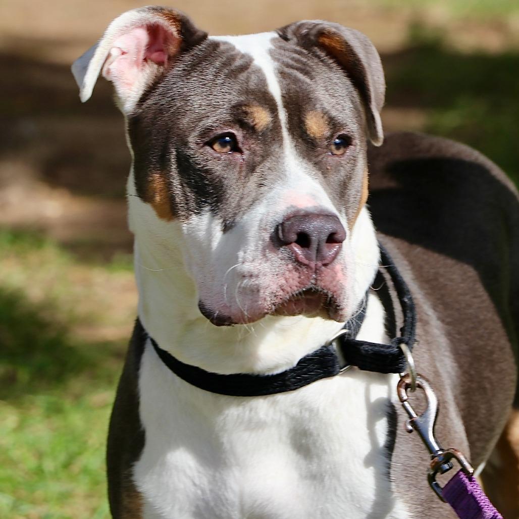 Enlarge Blu, a Adoptable Mixed Breed in Allentown, PA image 3/4