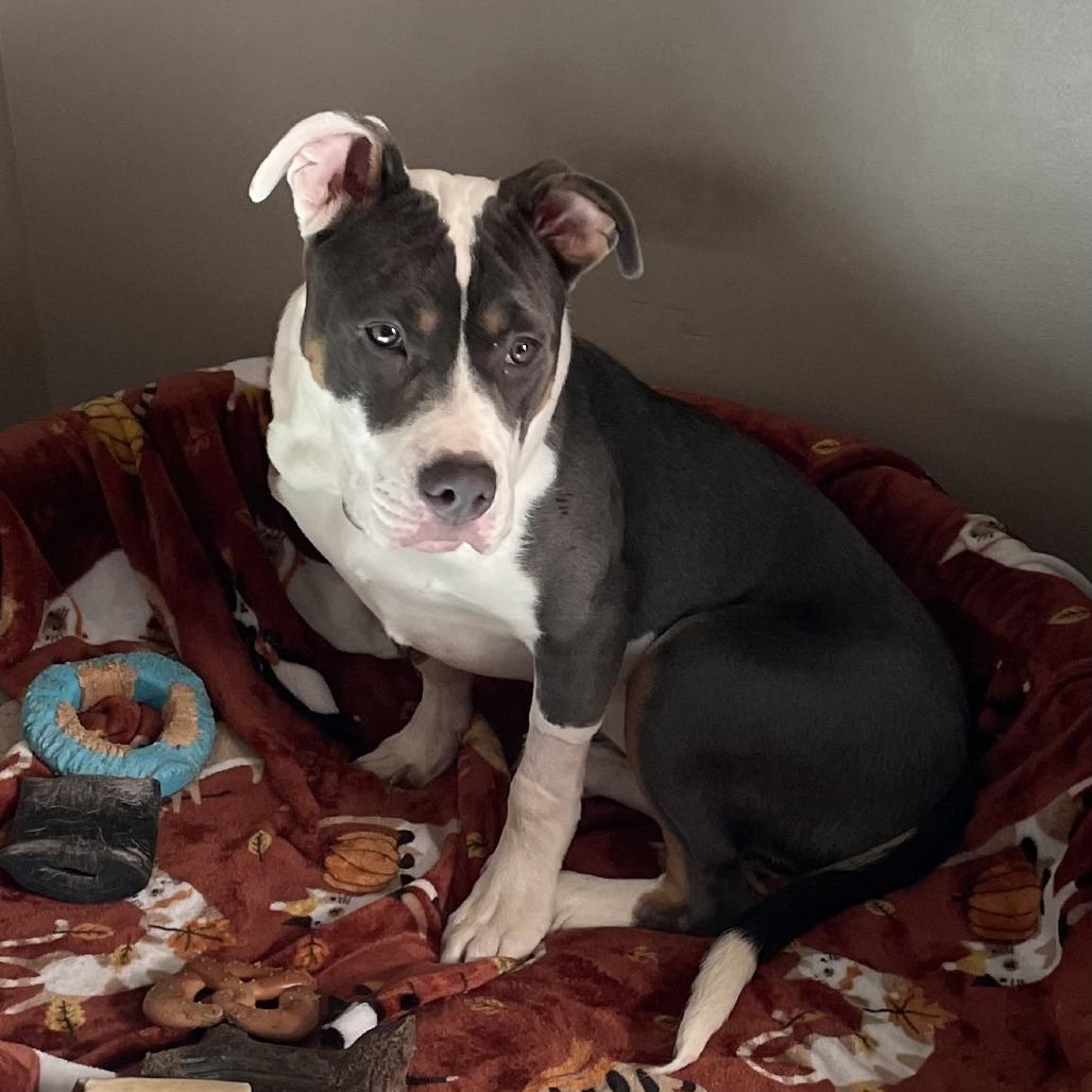 Enlarge Blu, a Adoptable Mixed Breed in Allentown, PA image 4/4