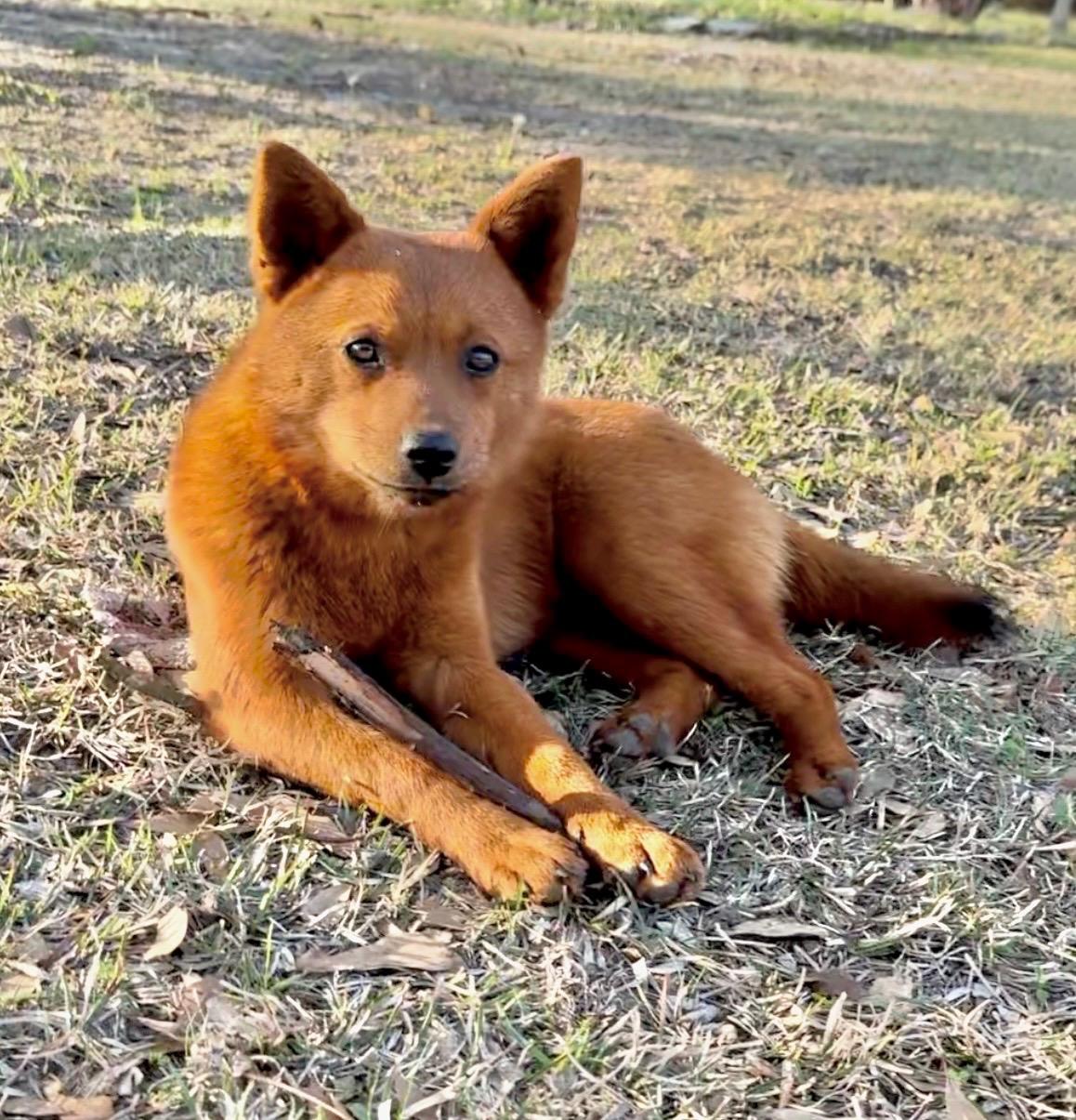 Enlarge Foxey, an adopted mixed breed in Bradford, ON image 6/6