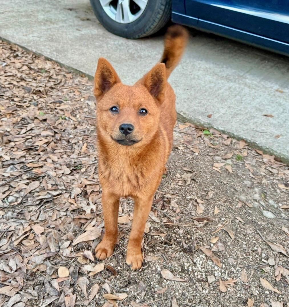 Foxey, adopted, Young Male Spitz & Chow Chow.