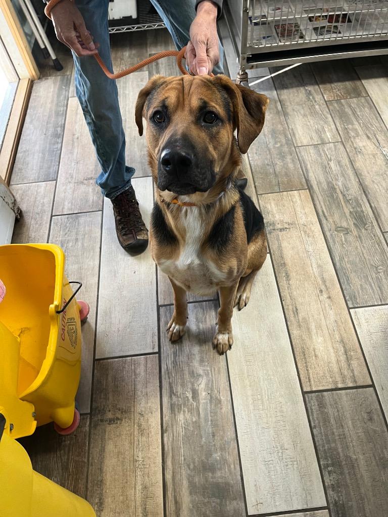 Enlarge Max, a Adoptable mixed breed in Peru, NY image 1/1