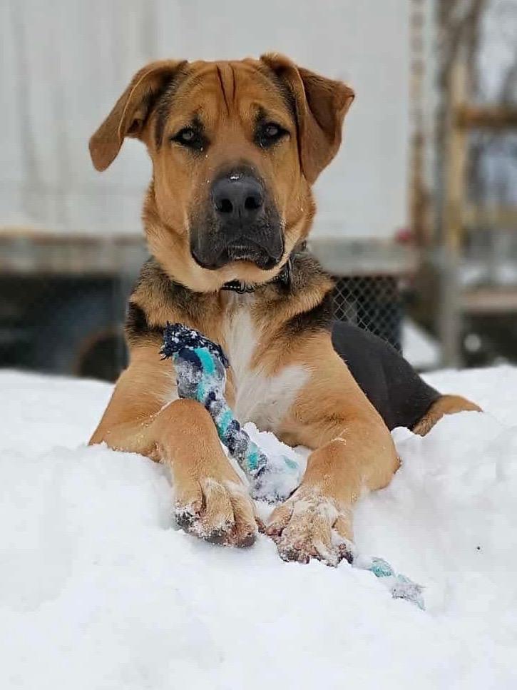 Enlarge Max, a Adoptable mixed breed in Peru, NY image 3/3
