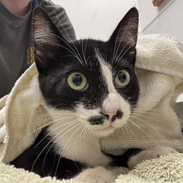 Watering Can, Adoptable, Young Male Domestic Short Hair.