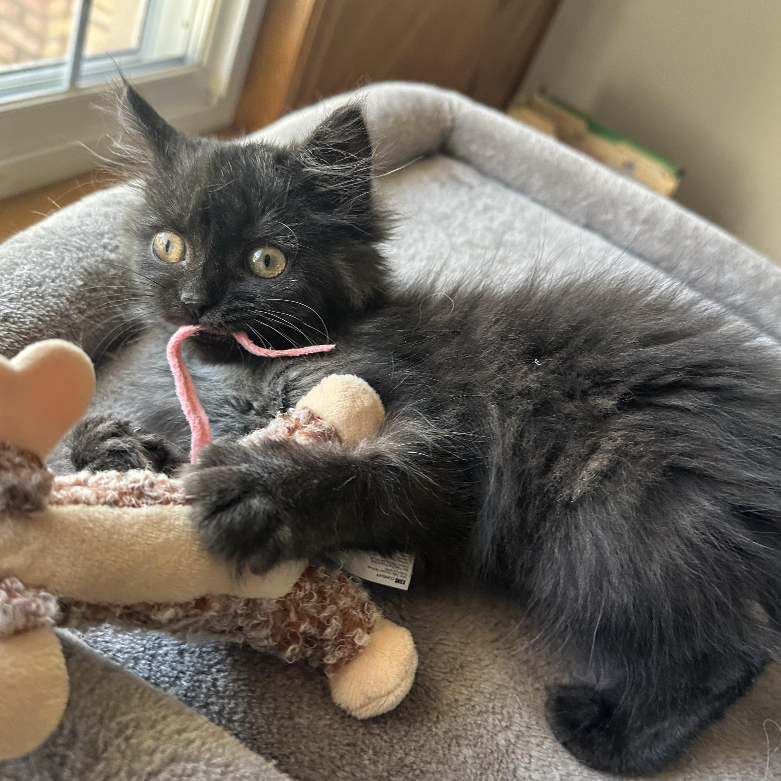 Helen (blind), ADOPTABLE, Kitten Female Domestic Long Hair.