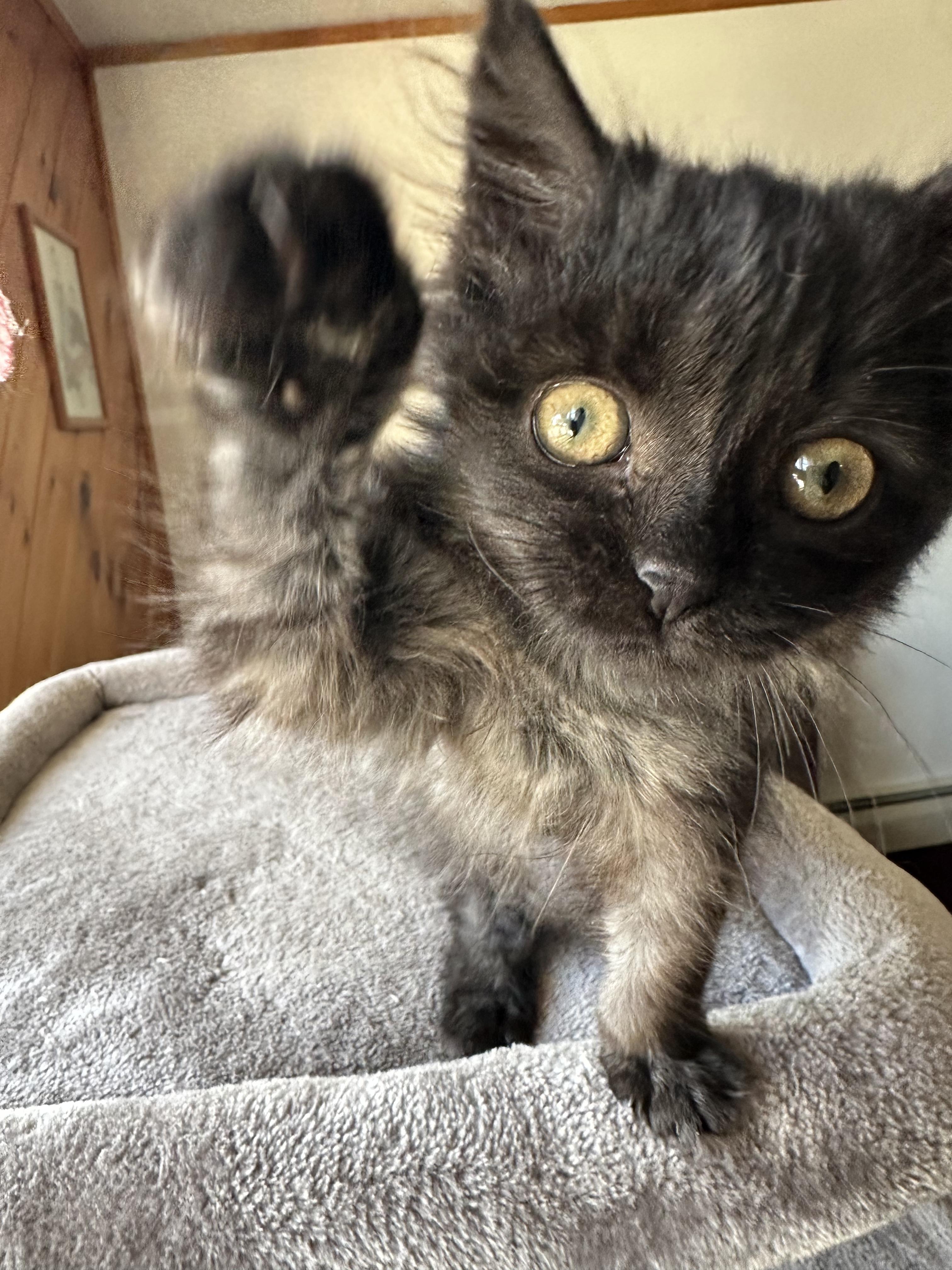 Helen (blind), a ADOPTABLE mixed breed in Scranton, PA image 2/6