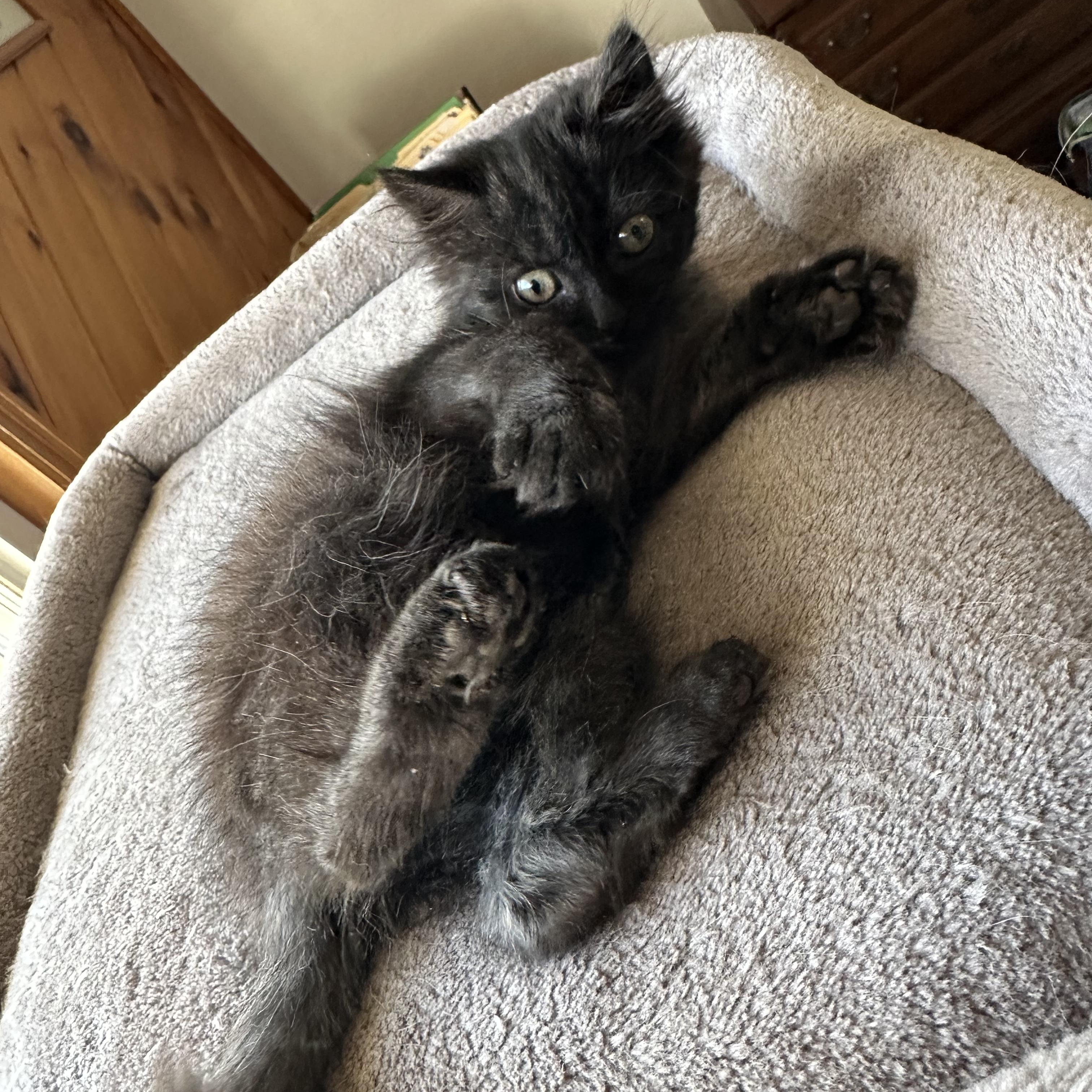 Helen (blind), a ADOPTABLE mixed breed in Scranton, PA image 4/6