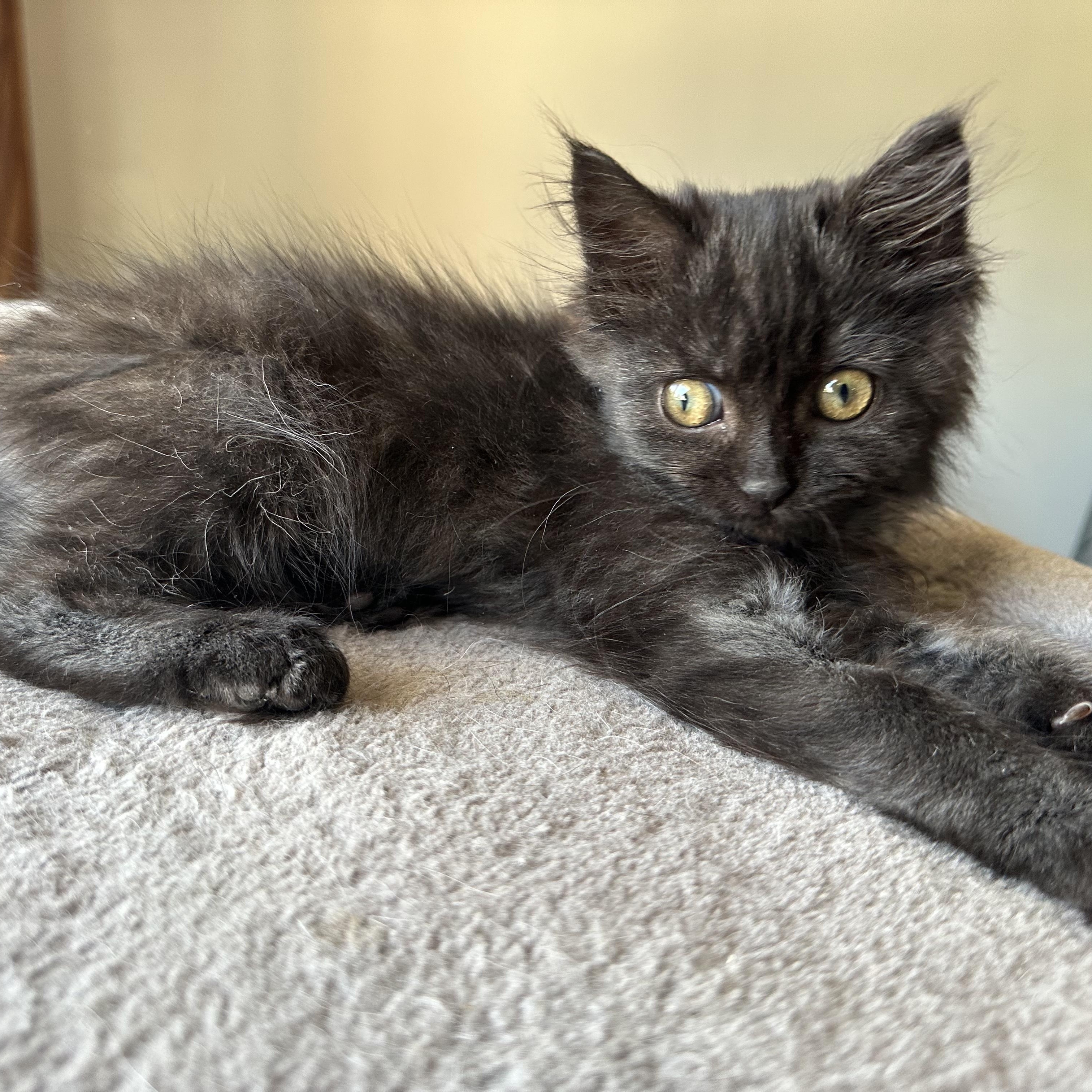 Helen (blind), a ADOPTABLE mixed breed in Scranton, PA image 5/6