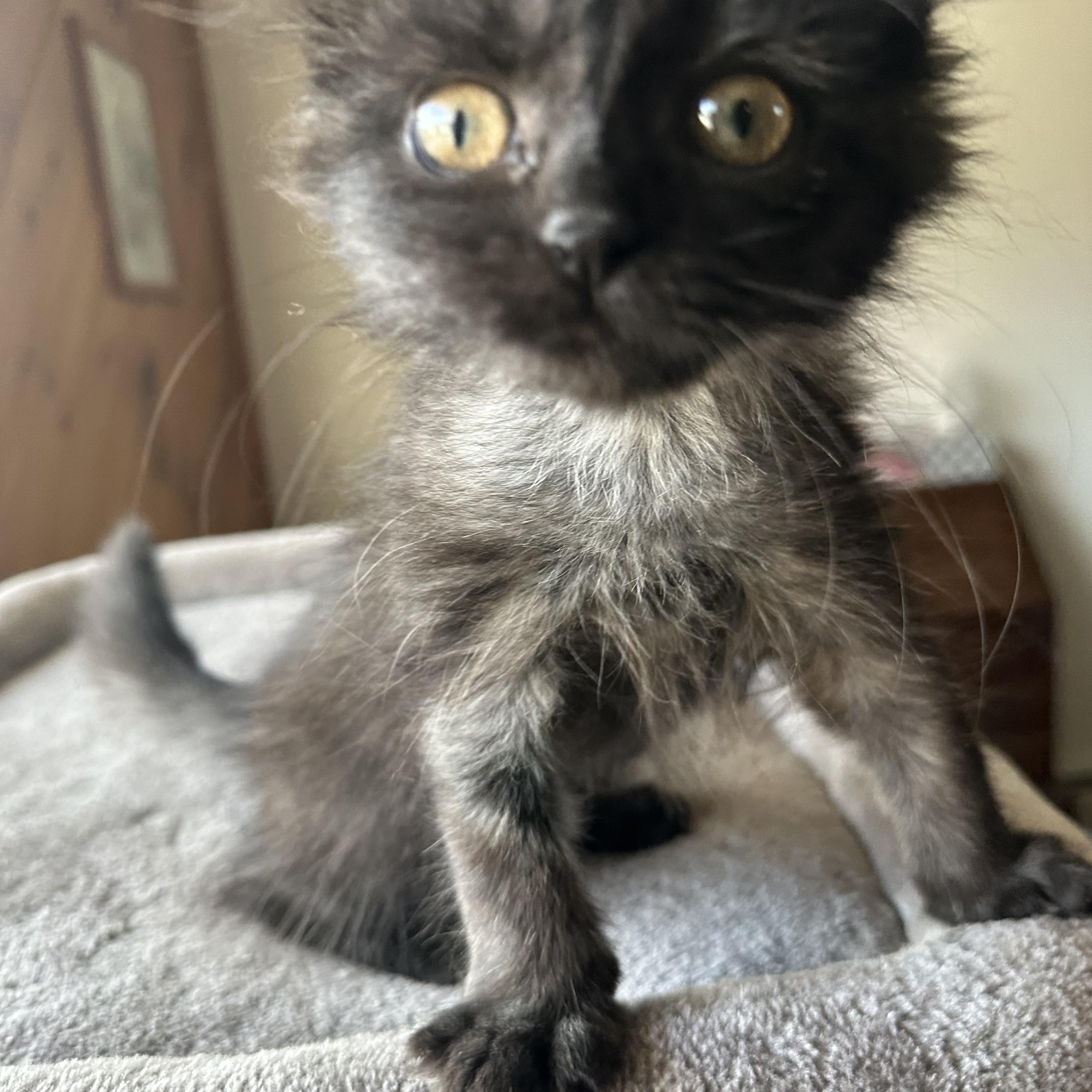 Helen (blind), a ADOPTABLE mixed breed in Scranton, PA image 6/6