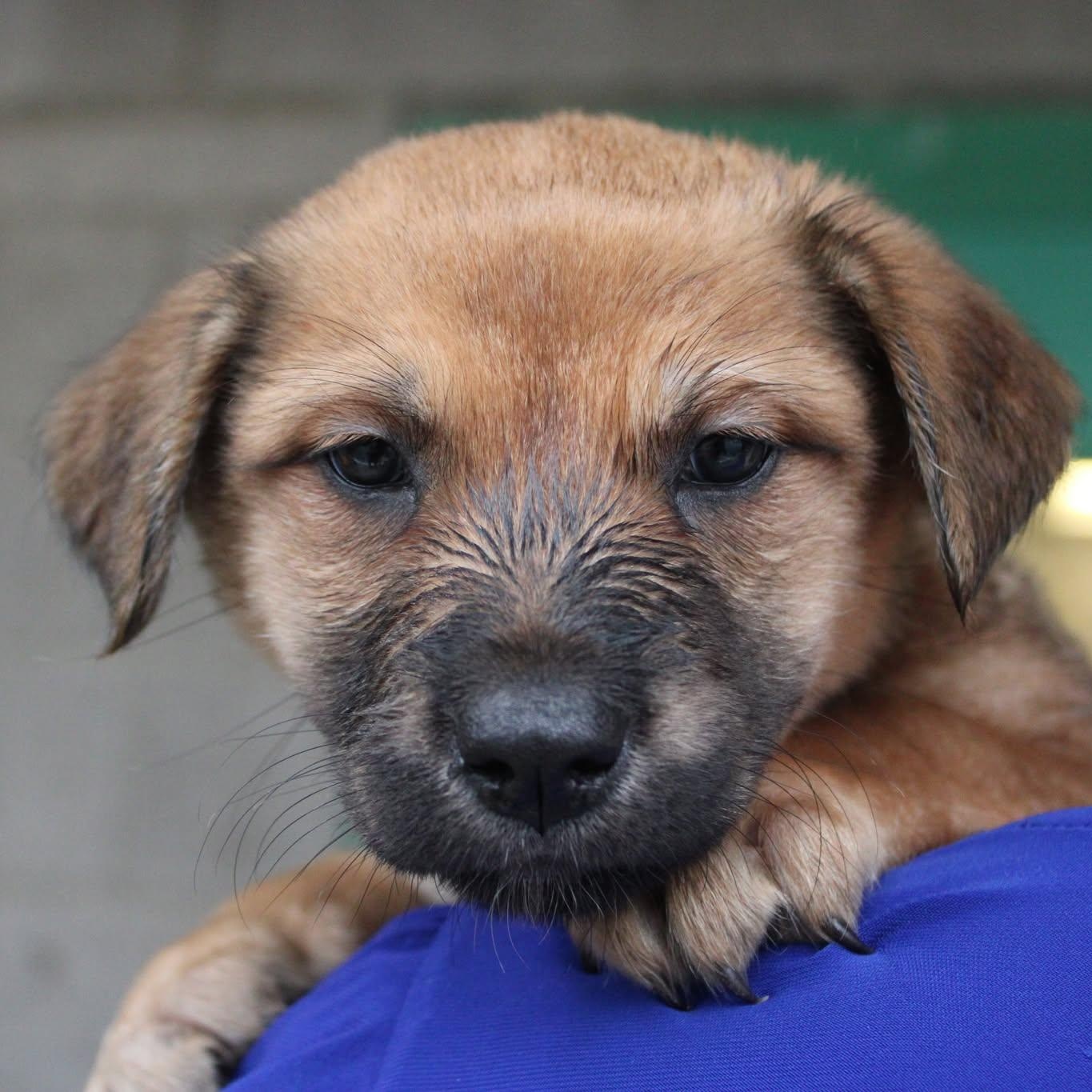 Puppy Preview - Males