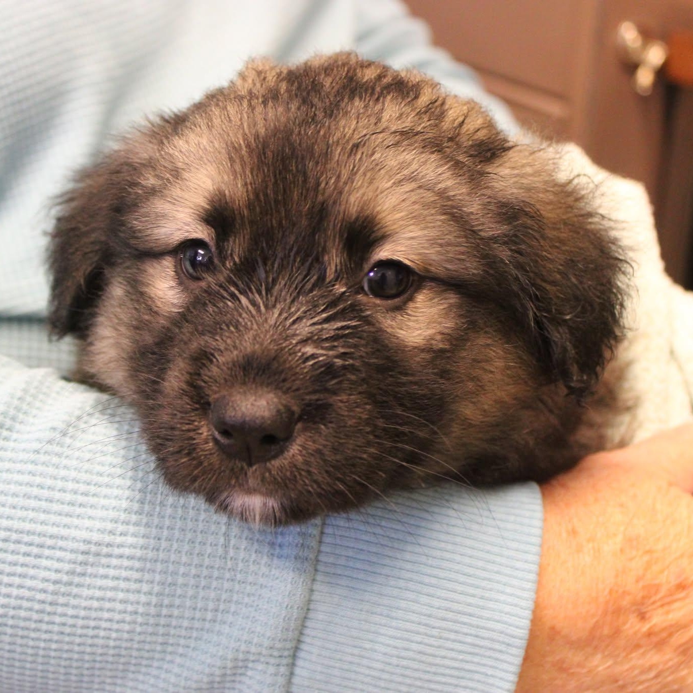 Puppy Preview - Males