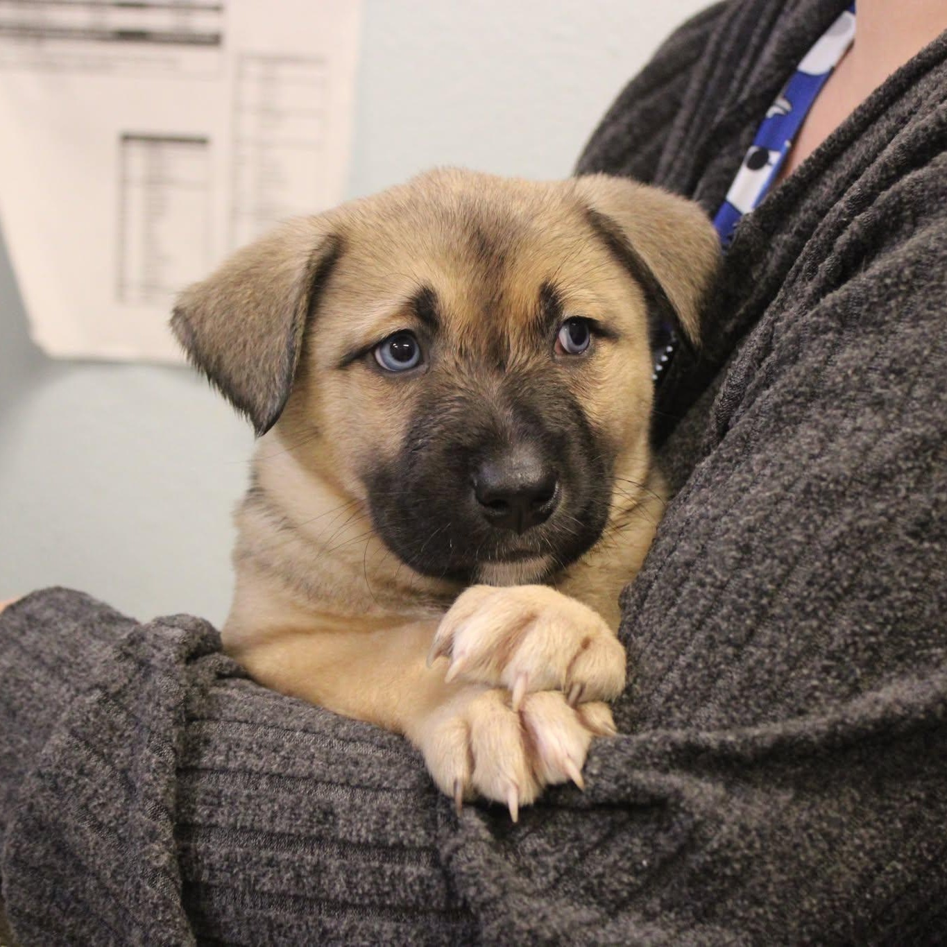 Puppy Preview - Males