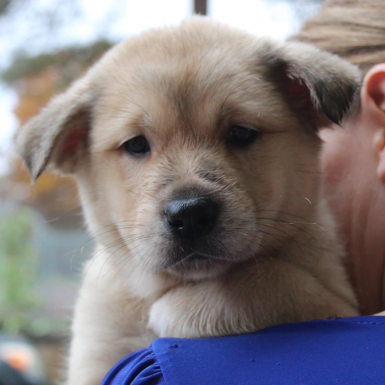 Puppy Preview - Males