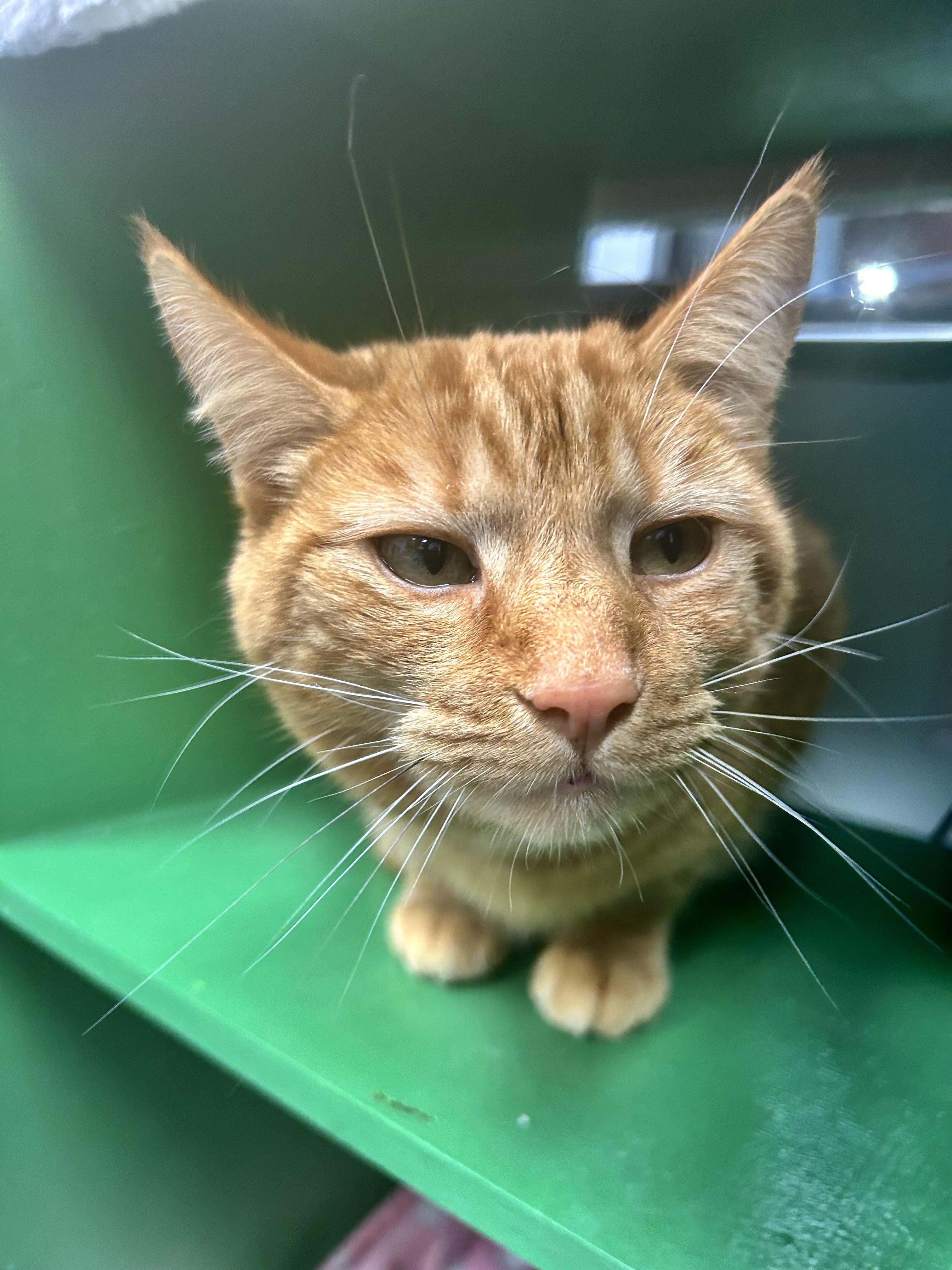 Enlarge Toni - ADOPTION PENDING!, an adoptable Tabby in Grand Rapids, MI image 1/6