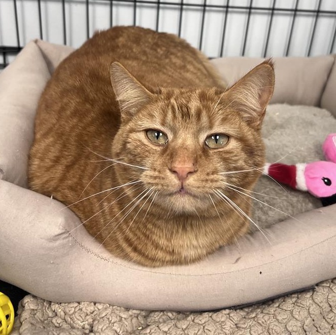 Enlarge Toni - ADOPTION PENDING!, an adoptable Tabby in Grand Rapids, MI image 5/6