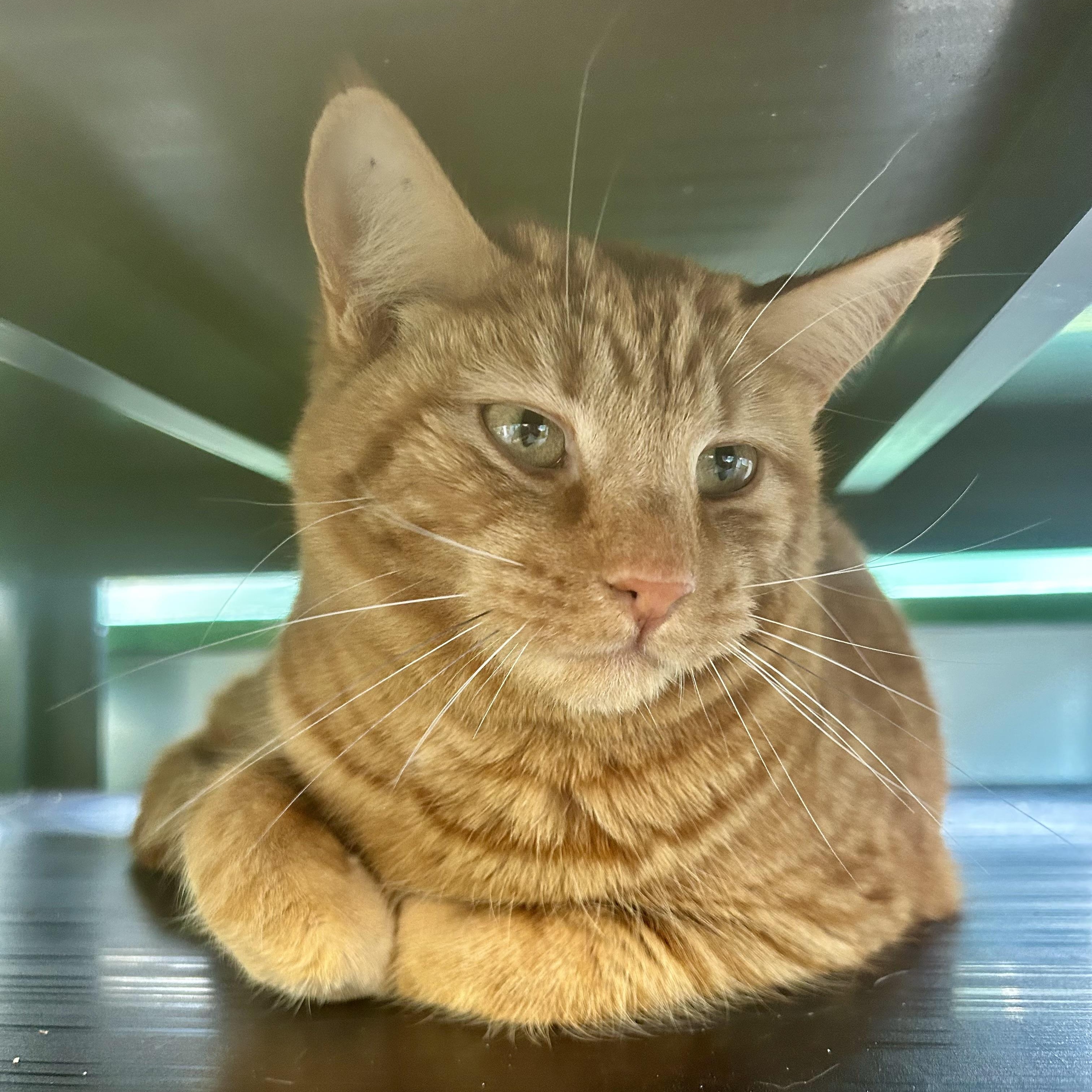 Enlarge Toni - ADOPTION PENDING!, an adoptable Tabby in Grand Rapids, MI image 3/6