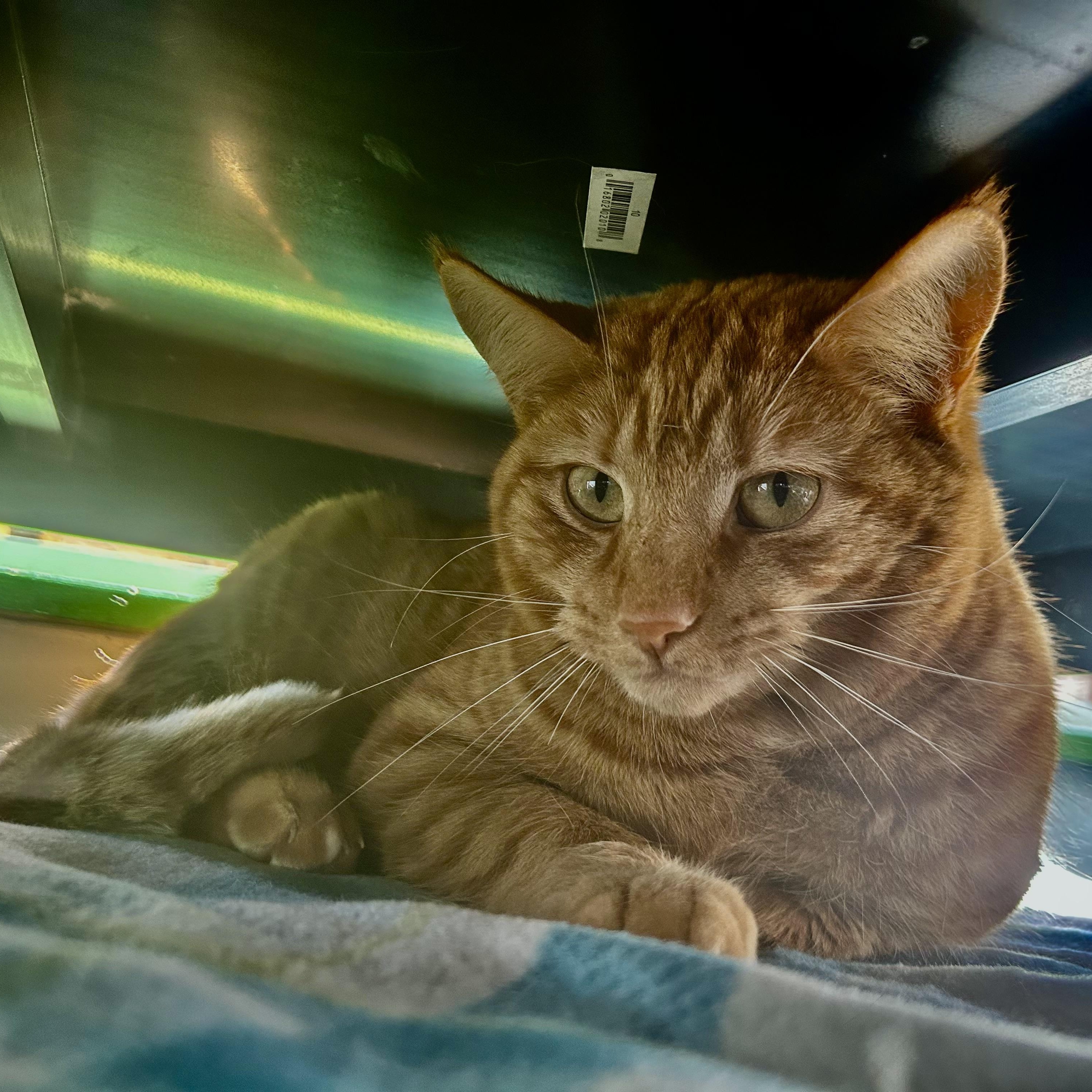 Enlarge Toni - ADOPTION PENDING!, an adoptable Tabby in Grand Rapids, MI image 6/6