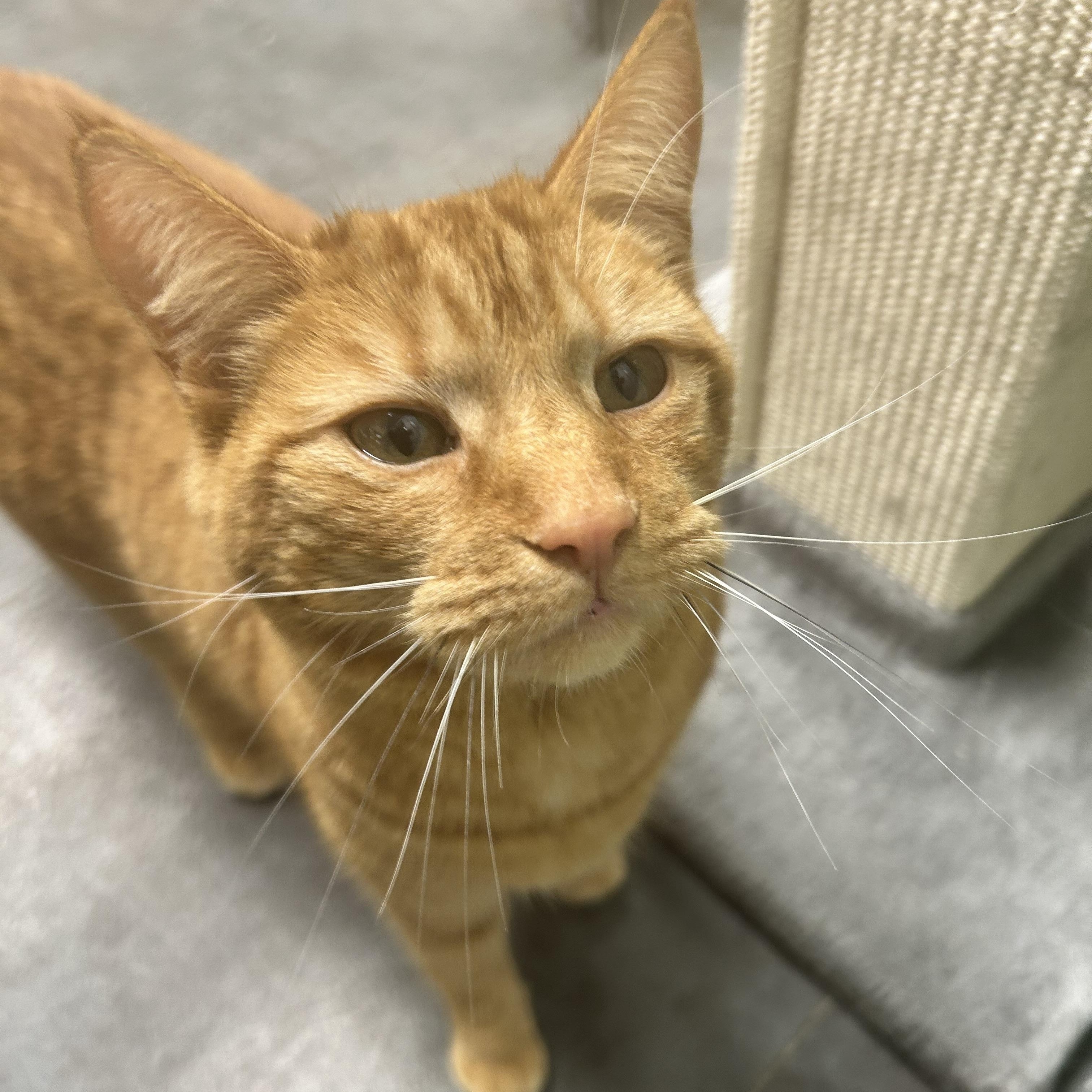 Enlarge Toni - ADOPTION PENDING!, an adoptable Tabby in Grand Rapids, MI image 2/6