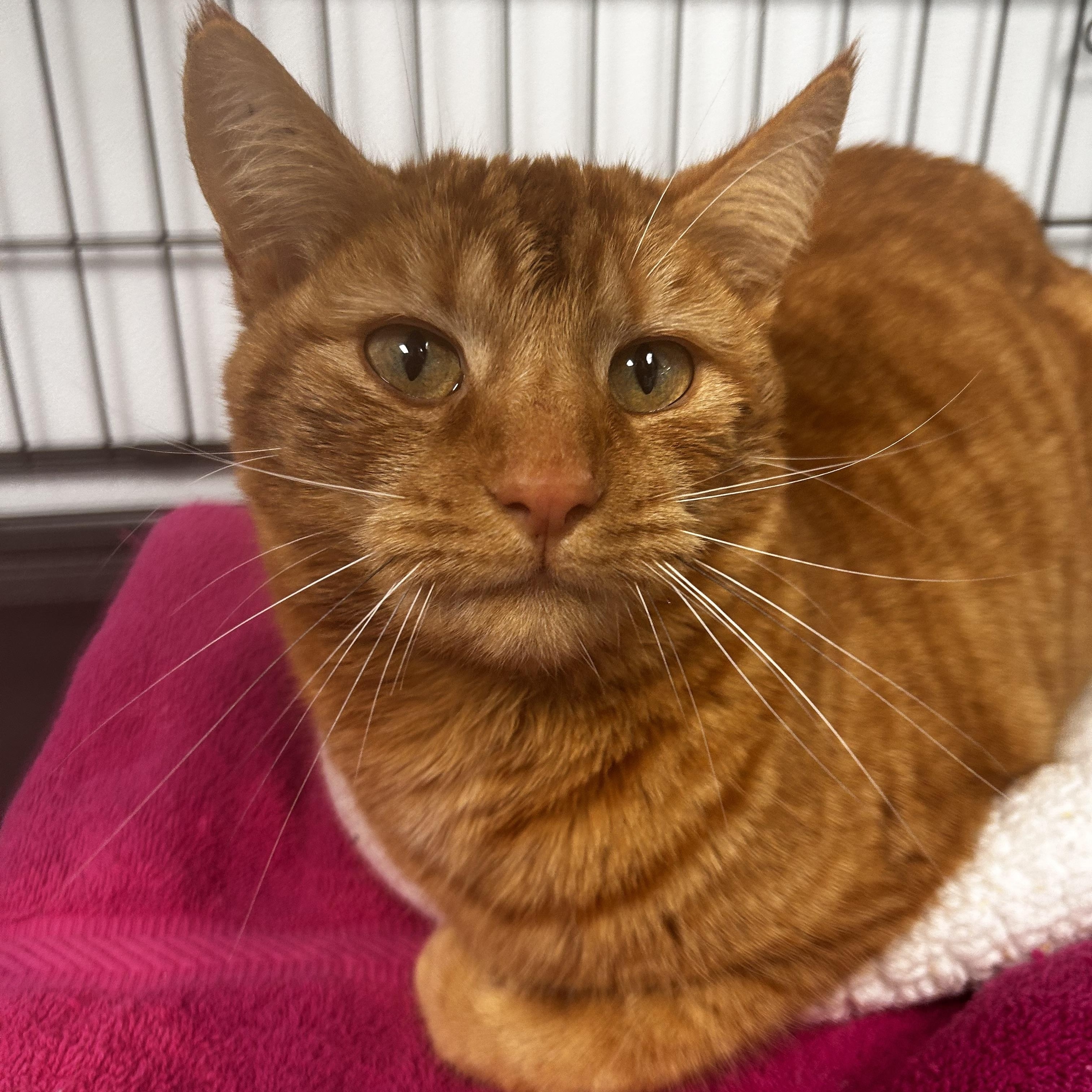 Enlarge Toni - ADOPTION PENDING!, an adoptable Tabby in Grand Rapids, MI image 4/6