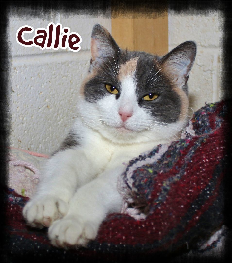 Cat for adoption Callie and Fizz, a Domestic Short Hair in