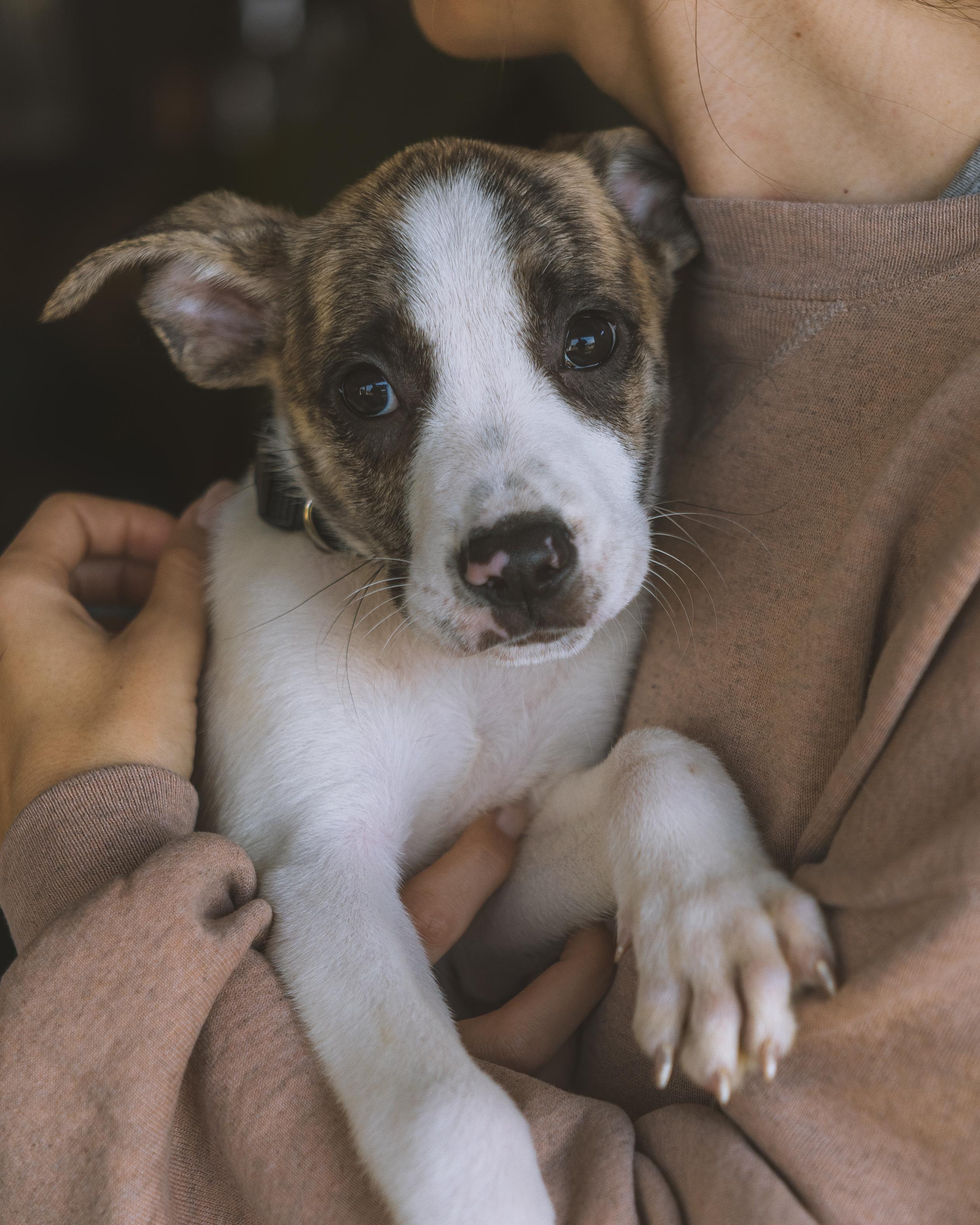 Enlarge Orion, a Adoptable Pit Bull Terrier in Ferndale, WA image 1/1
