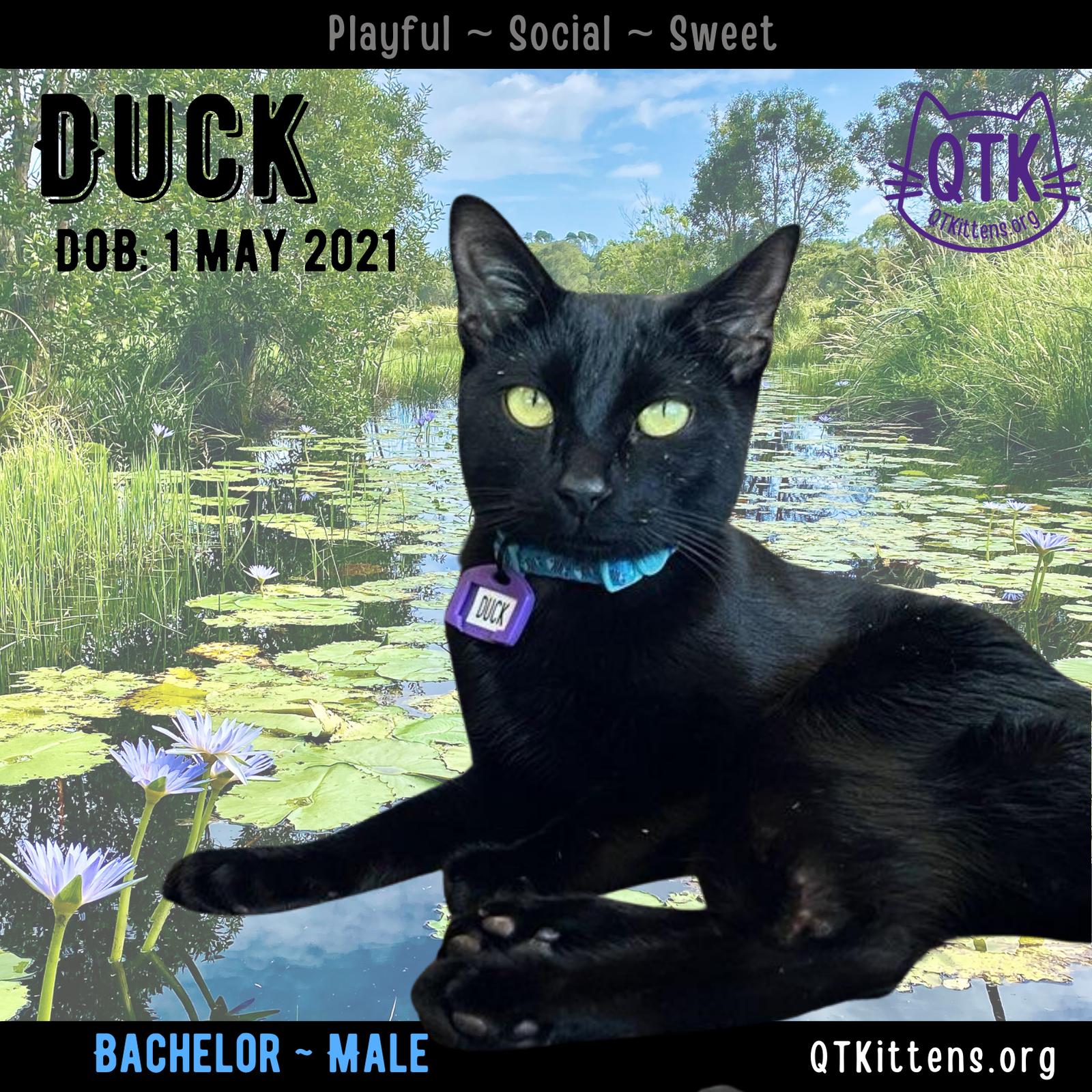 Duck, Adopted, Young Male Domestic Short Hair.