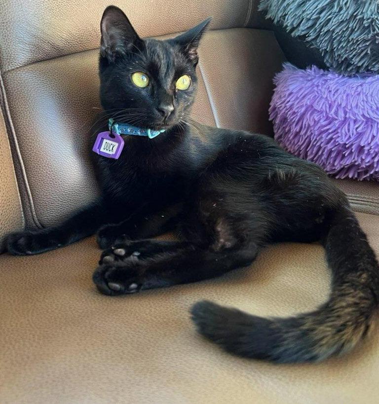 Enlarge Duck, a Adopted Domestic Short Hair in Naples, FL image 2/3