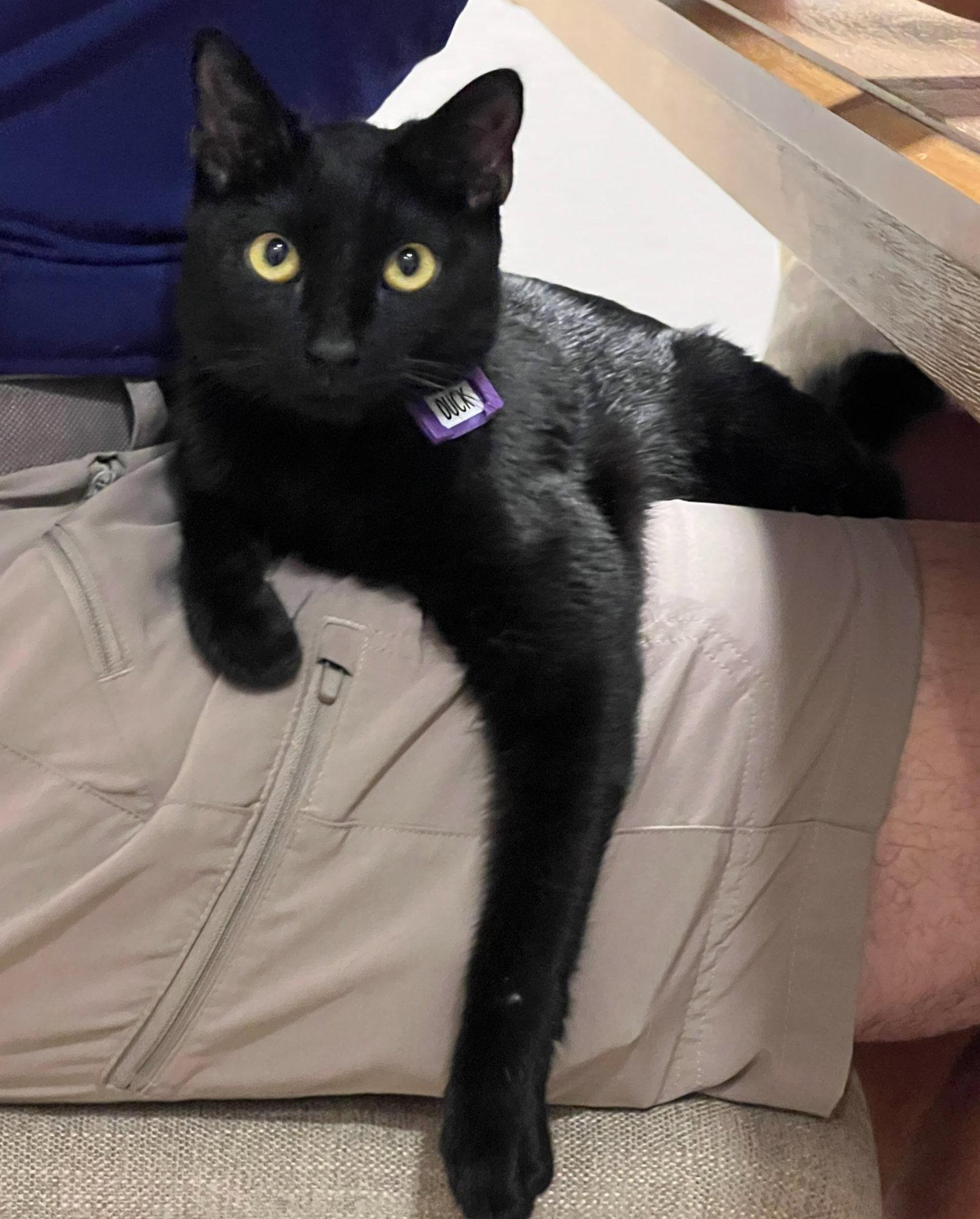 Enlarge Duck, a Adopted Domestic Short Hair in Naples, FL image 3/3