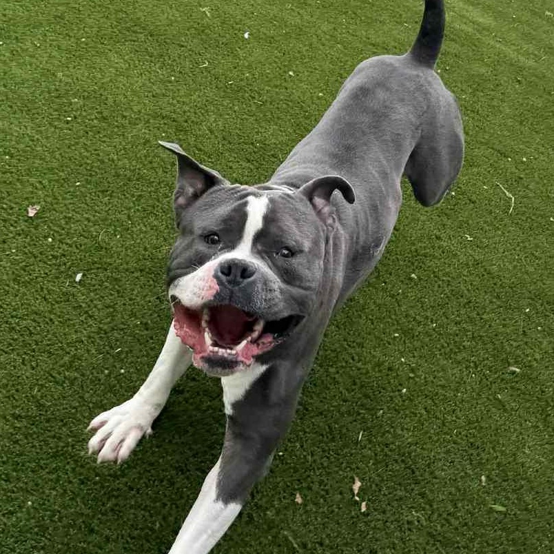 Ella, an adopted mixed breed in Cranston, RI image 3/3