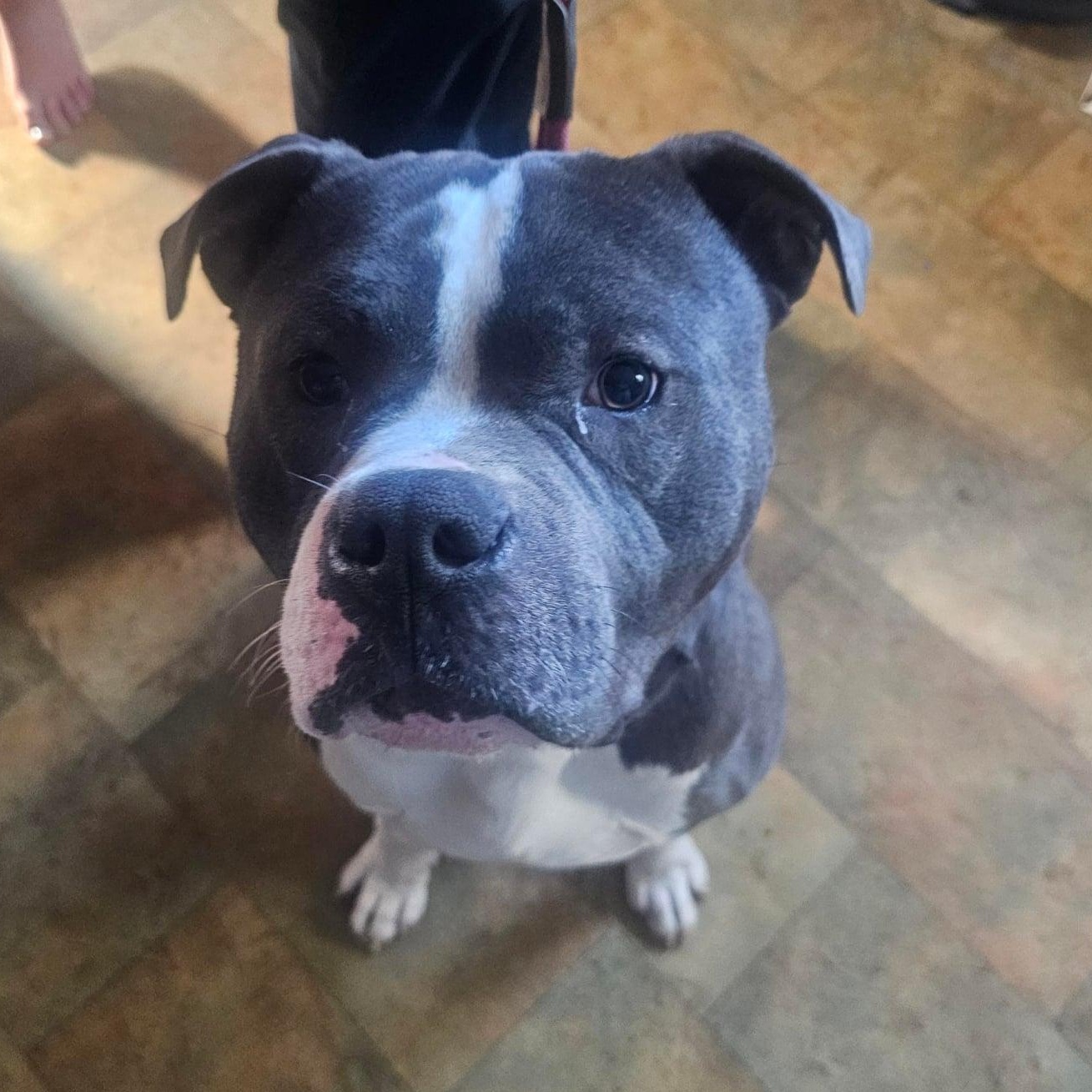 Ella, Adoptable, Young Female Pit Bull Terrier & Staffordshire Bull Terrier.