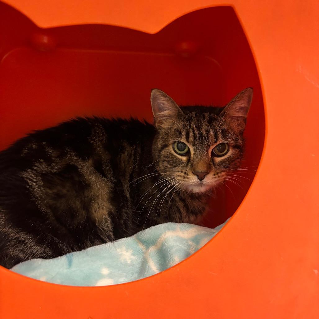 Elsa, Adoptable, Senior Female Domestic Short Hair.