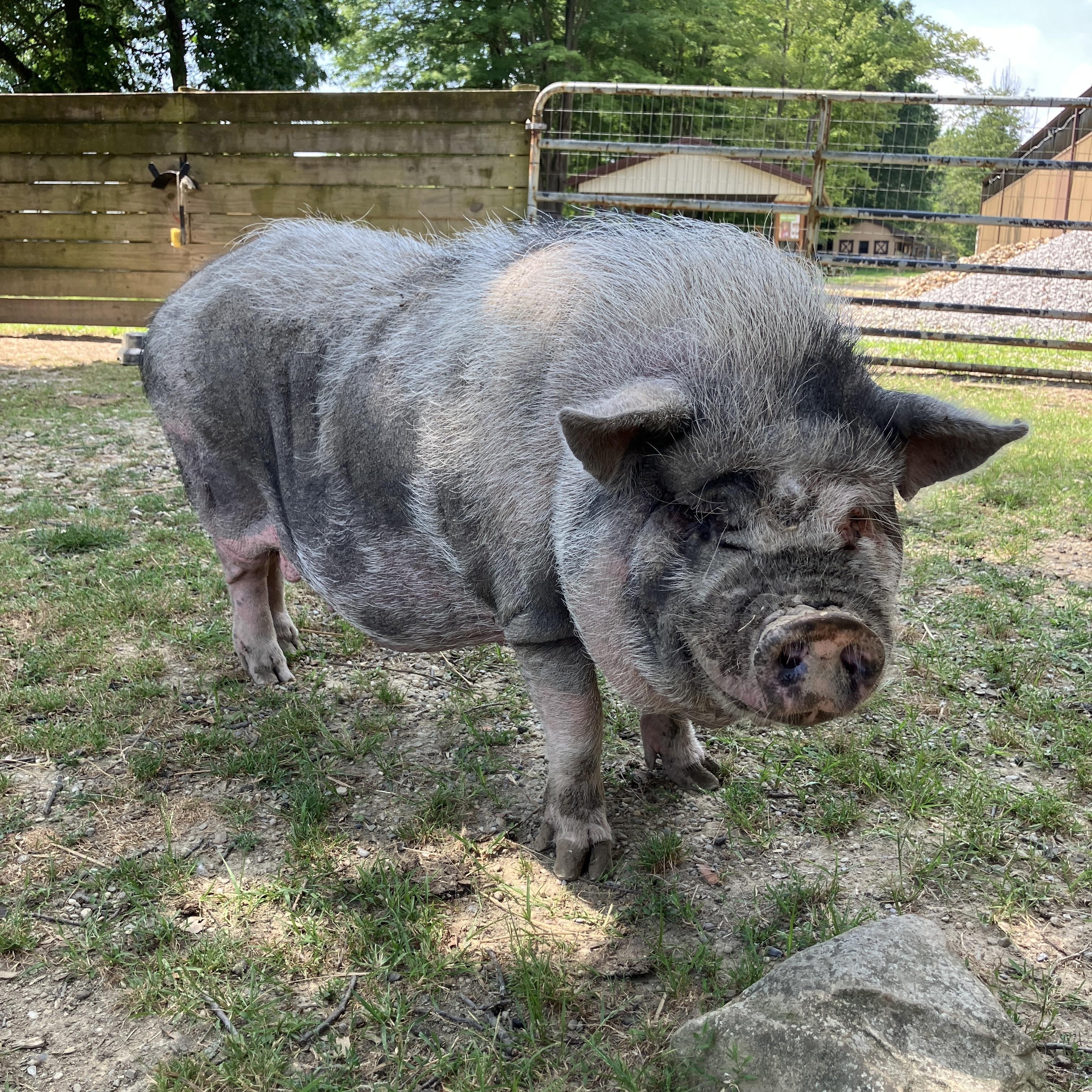 Moo Moo, ADOPTABLE, Adult Male Pot Bellied & Vietnamese Pot Bellied.