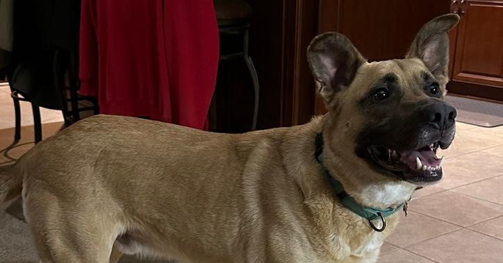 Jet, Adoptable, Adult Male German Shepherd Dog & Pit Bull Terrier.