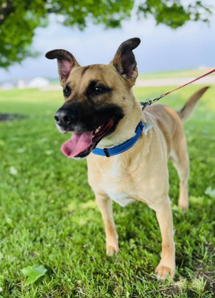 Jet, a Adoptable mixed breed in Suamico, WI image 2/6