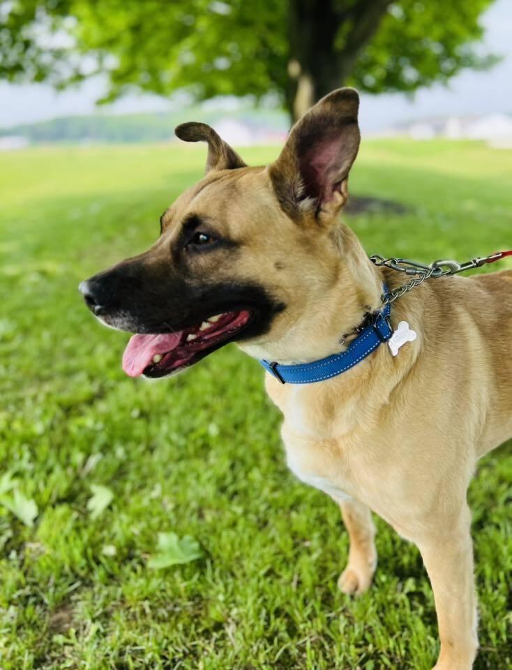 Jet, a Adoptable mixed breed in Suamico, WI image 4/6