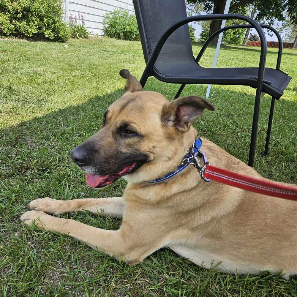 Jet, a Adoptable mixed breed in Suamico, WI image 5/6