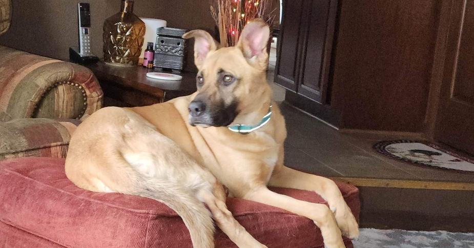 Jet, a Adoptable mixed breed in Suamico, WI image 6/6