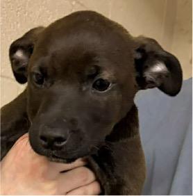 MARIA, ADOPTABLE, Puppy Female Labrador Retriever & Terrier.
