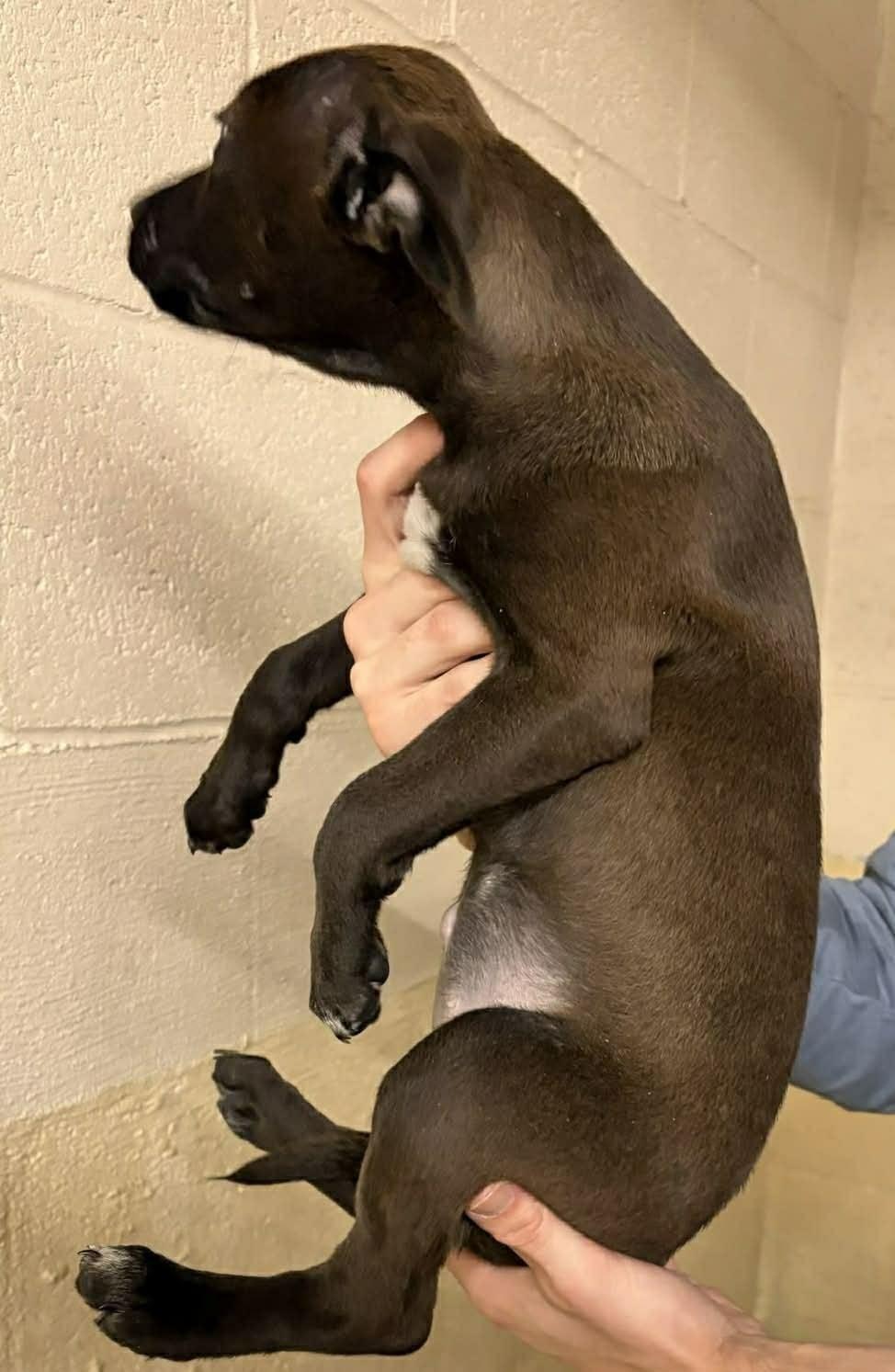 Enlarge MARIA, a ADOPTABLE mixed breed in Waverly, TN image 2/2