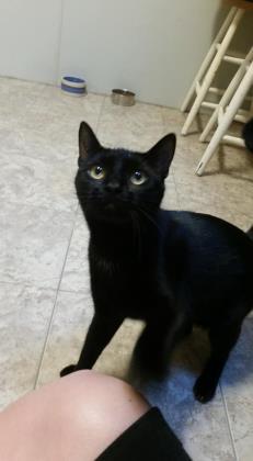 Enlarge Blackie, a Adoptable Domestic Short Hair in New Freedom, PA image 1/3