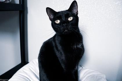 Blackie, a Adoptable Domestic Short Hair in New Freedom, PA image 2/3