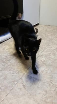 Blackie, a Adoptable Domestic Short Hair in New Freedom, PA image 3/3