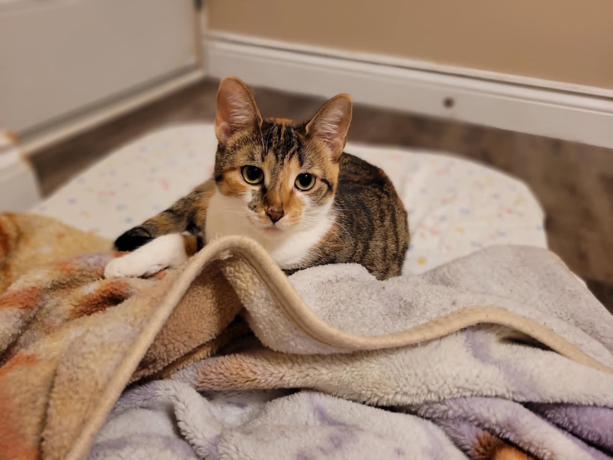 Emmy, a Adoptable Domestic Short Hair in Shakespeare, ON image 1/4