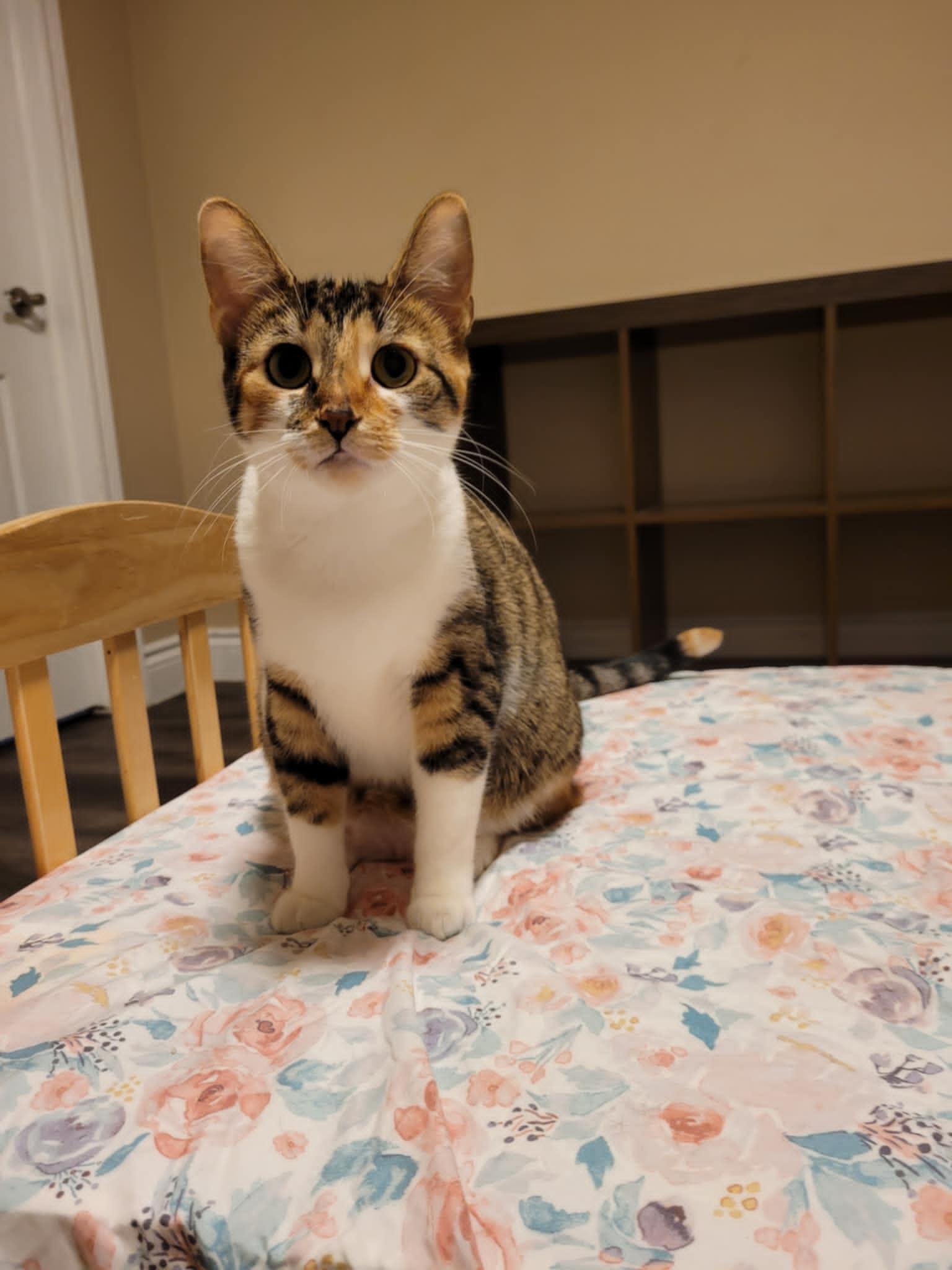 Emmy, a Adoptable Domestic Short Hair in Shakespeare, ON image 2/4