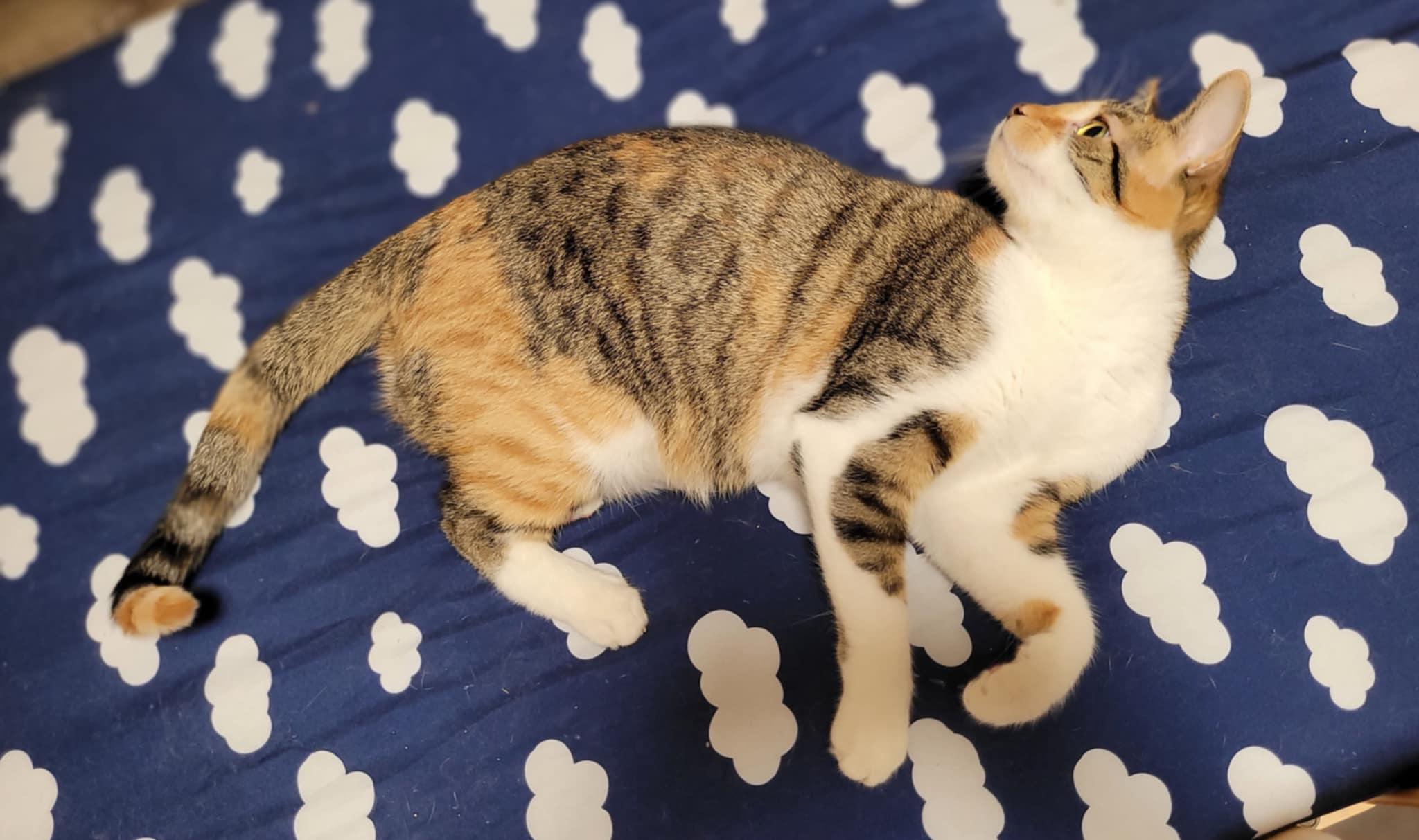 Emmy, a Adoptable Domestic Short Hair in Shakespeare, ON image 3/4