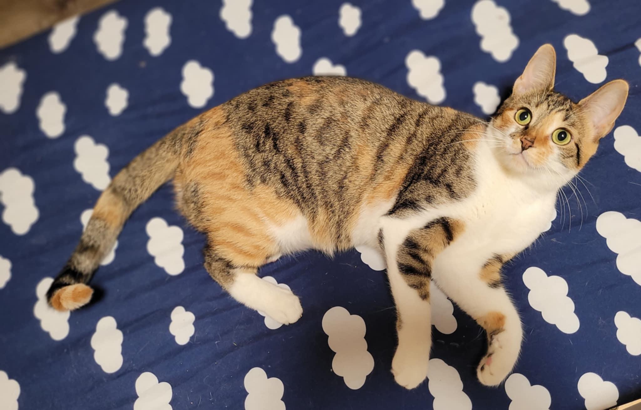 Emmy, a Adoptable Domestic Short Hair in Shakespeare, ON image 4/4