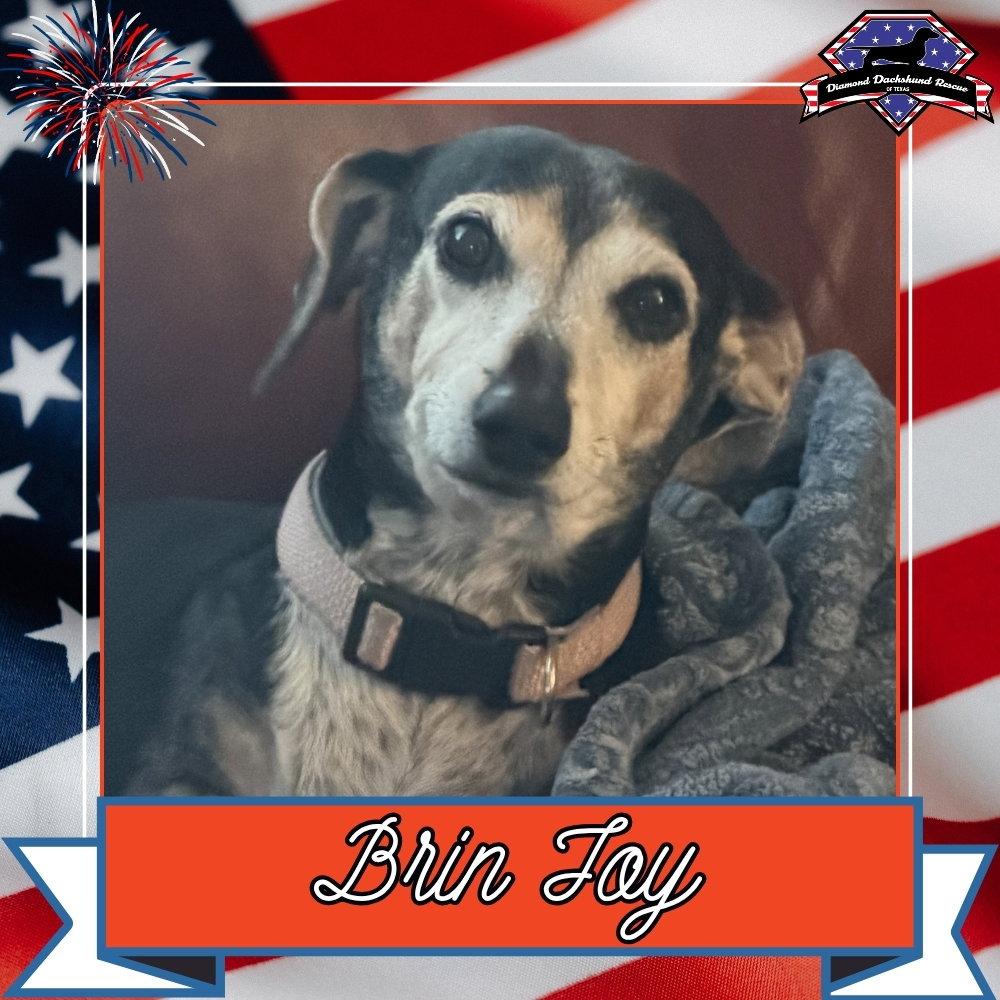 Enlarge Brin Joy, a Adoptable Dachshund in San Antonio, TX image 1/3