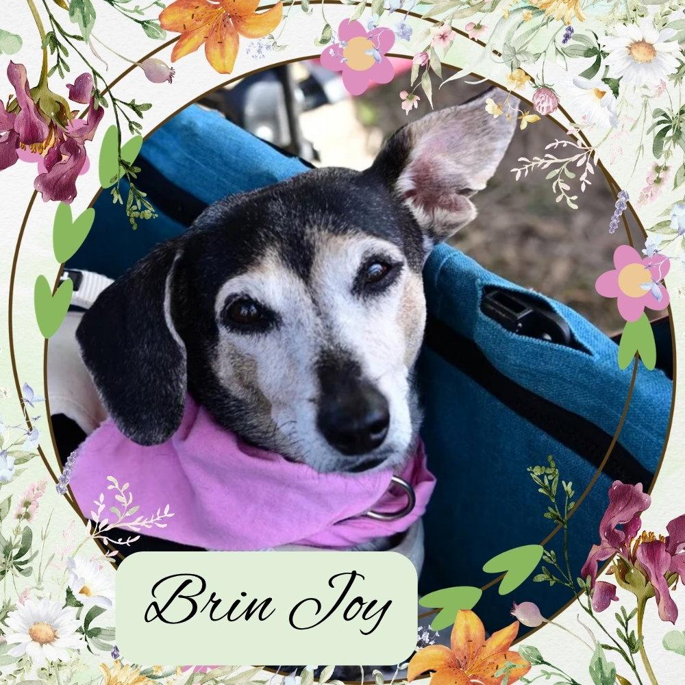 Enlarge Brin Joy, a Adoptable Dachshund in San Antonio, TX image 1/3